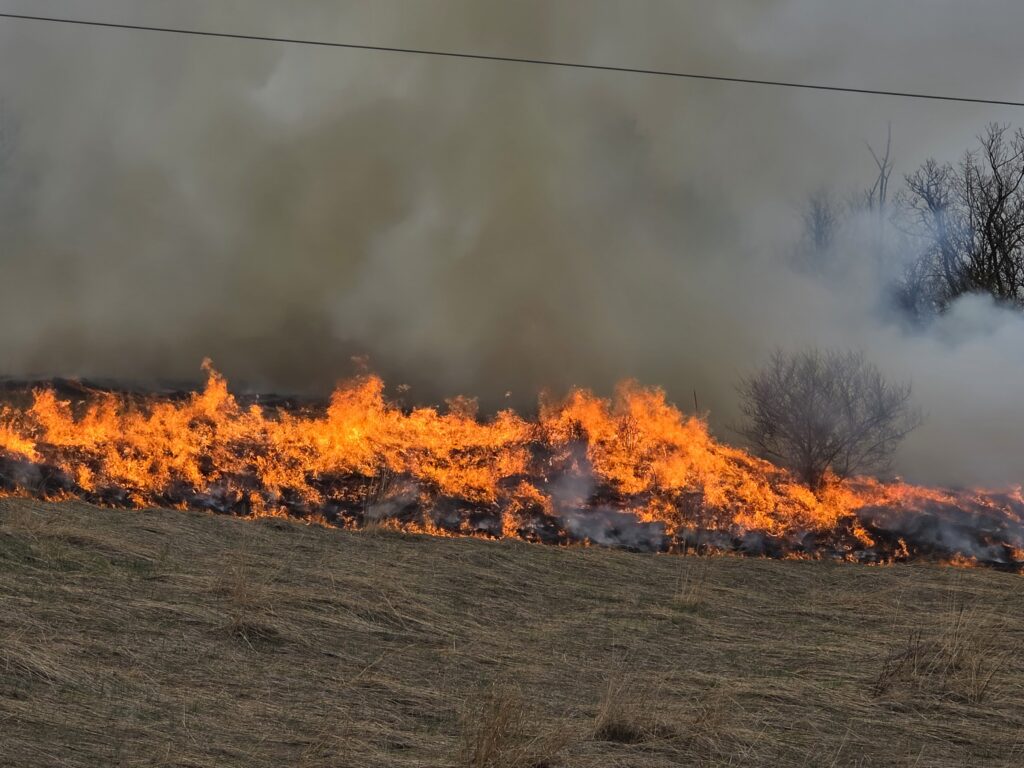 2. Controlling Invasive Species and Woody Brush 🛡️
Without regular management, invasive species and woody plants can easily take over a field of native grasses. These "invaders" compete for sunlight, water, and space. 🚫 The heat from a prescribed burn is specifically timed to target these unwanted plants while leaving the deep-rooted native grasses unharmed. By removing this competition, we allow our signature warm season grasses—like Big Bluestem, Little Bluestem, and Indiangrass—to thrive and maintain the open, scenic vistas that make our barn rental such a unique location. 🌾

Invasive species often lack the deep root systems that our native Maryland grasses possess. While the fire may top-kill the invaders, our native grasses have energy stored deep underground, allowing them to bounce back stronger than ever just days after the smoke clears. This natural selection process is vital for keeping the farm looking its best. 🚜