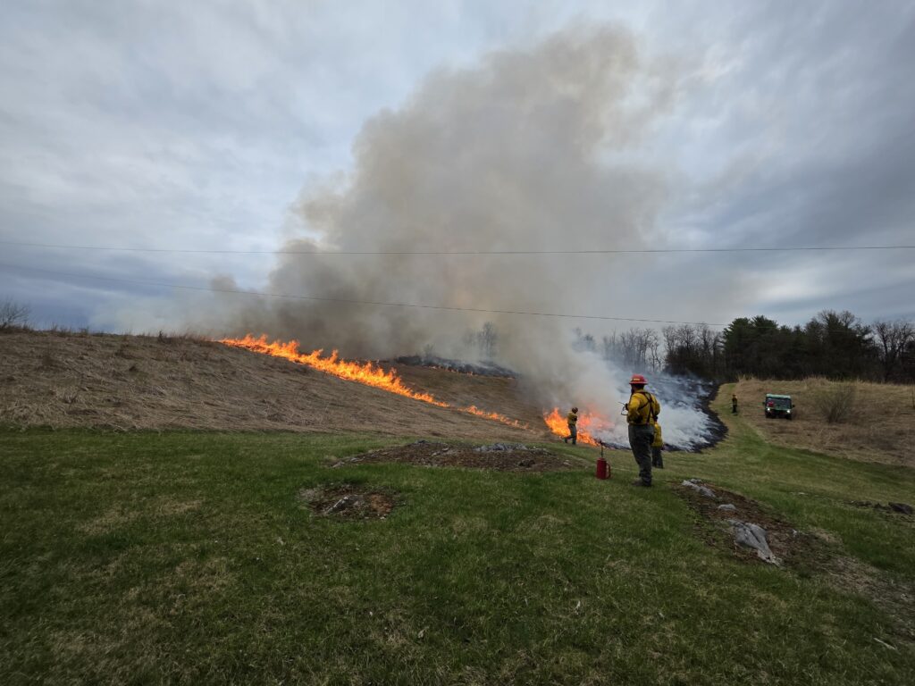 Professional Management for Superior Results ✅
It is important to emphasize that this burn was conducted by trained forestry firefighters. Safety is our number one priority. 🛡️ These professionals monitor the wind speed, humidity, and temperature to ensure the fire behaves exactly as intended. We take great pride in these land management practices, knowing that we are doing what is best for the environment and for the future of Timber Valley Farm Barn Rental. 🌲

During the burn, the firefighters use specialized equipment like drip torches and water packs to create "fire breaks." This ensures the flames stay exactly where they are supposed to be. Their expertise allows us to achieve our ecological goals without ever compromising the safety of our guests or our historic surroundings. 👨‍🚒