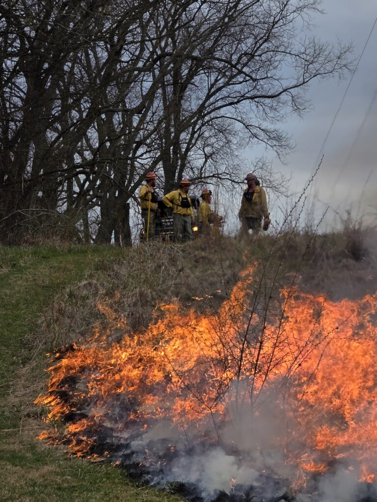 5. Promoting Biodiversity 🦋
Native warm season grasses are the foundation of a complex ecosystem. When we use fire to manage these stands, we promote a wider variety of wildflowers and "forbs" to grow alongside the grasses. 🌸 This diversity is essential for pollinators like honeybees and butterflies. A healthy, biodiverse field is not only better for the environment but provides a much more colorful and interesting backdrop for photography and guest tours! 🐝

Many rare wildflowers actually require the heat of a fire or the removal of thatch to germinate. By conducting these burns, we are creating a home for rare Maryland flora that might otherwise be smothered. This adds a layer of natural beauty to the farm that you won't find at a standard, manicured venue. 🌷