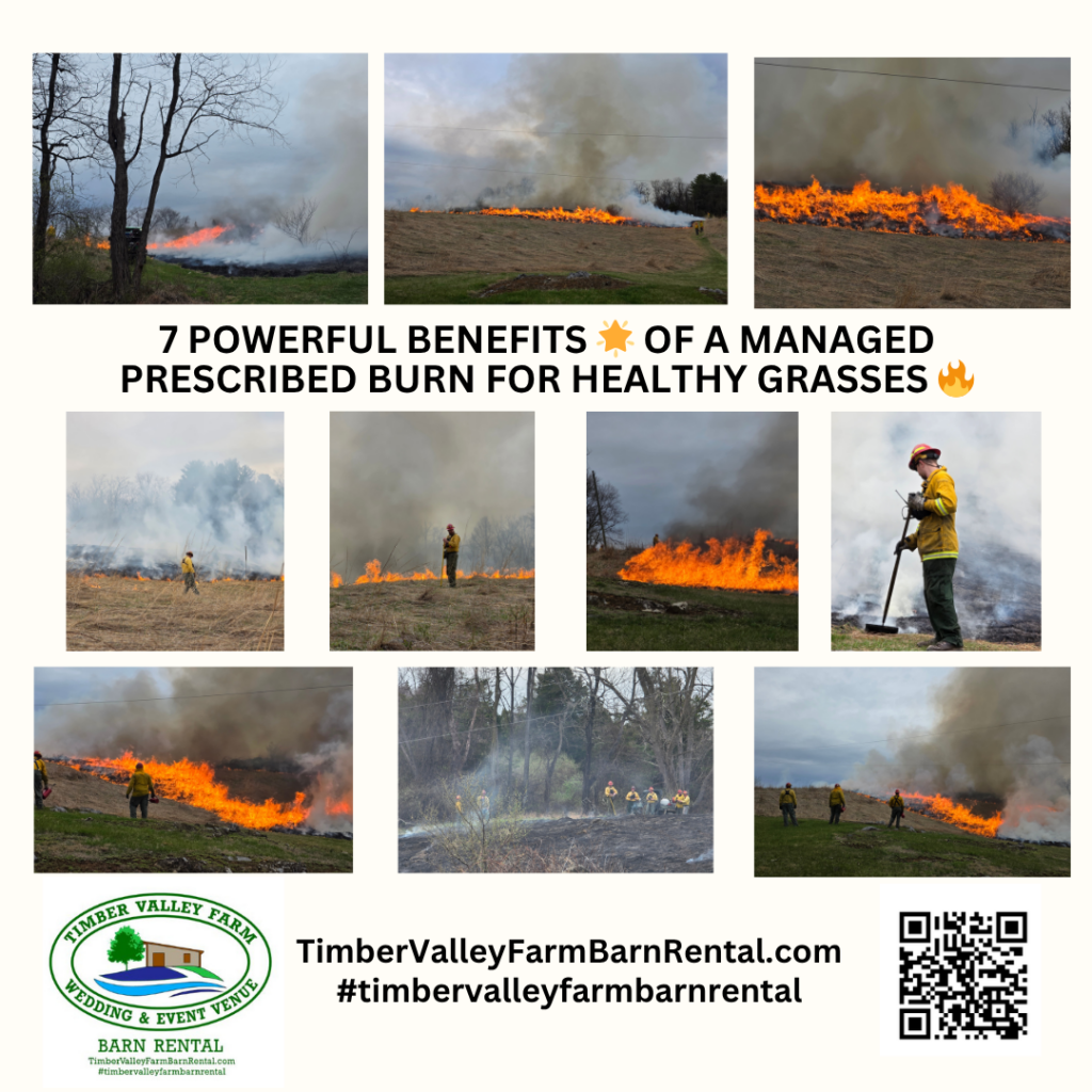 7 Powerful Benefits 🌟 of a Managed Prescribed Burn for Healthy Grasses 🔥
Managing a premier event venue like Timber Valley Farm Barn Rental requires a deep commitment to the land. 🌲 Today, we took a major step in our conservation efforts by working with professional forestry firefighters to conduct a prescribed burn on our stands of warm season grasses. 👨‍🚒 While the sight of controlled flames can be intense, the results are overwhelmingly positive for the ecosystem, the wildlife, and the overall beauty of our farm. 🚜