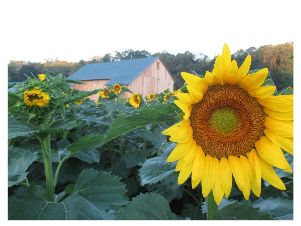 Stunning Sunflowers at Timber Valley Farm Barn Rental. Our sunflower patch serves as a vibrant reminder to always turn our faces toward the Light, offering a natural sanctuary for prayer and reflection during your spiritual retreat.