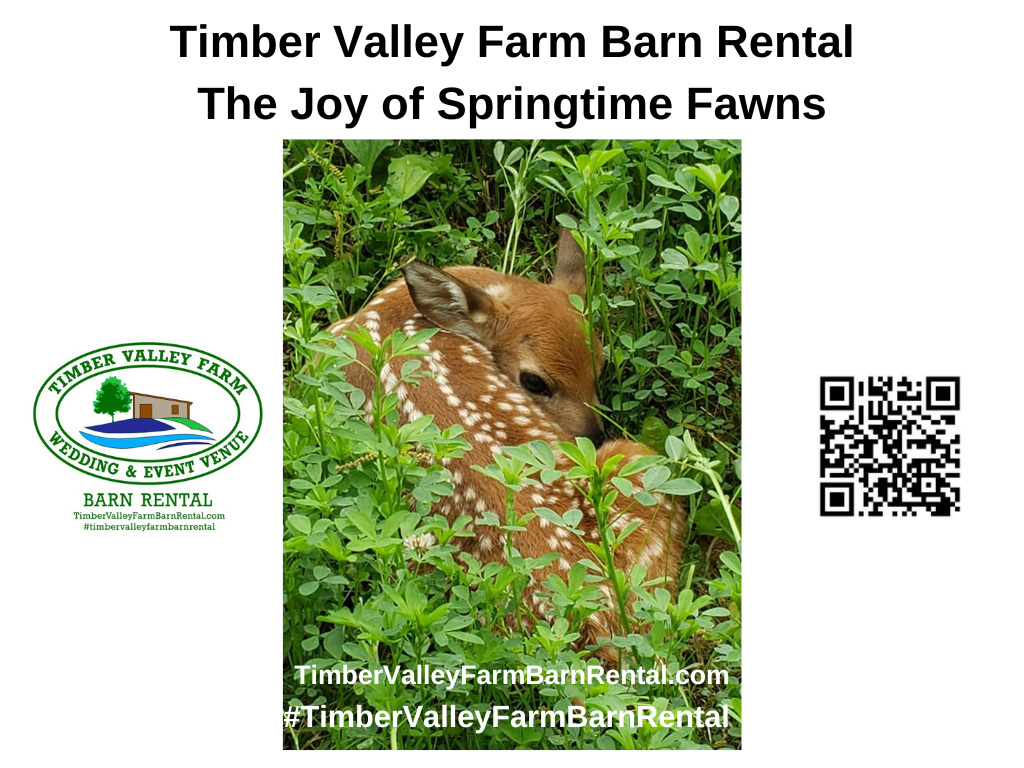 The Joy of Springtime Fawns at Timber Valley Farm Barn Rental. Witnessing new life on our 100-acre farm is a humble reminder of God’s protection and the abundant blessings found in the smallest details of nature during a Following Christ Retreat.