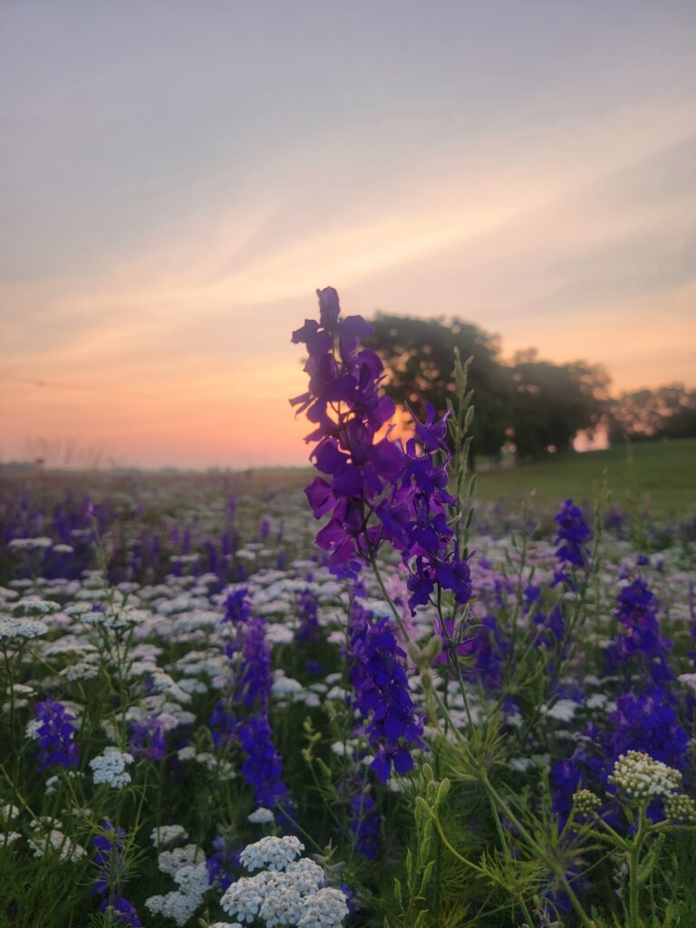 Gathering Wildflowers: The Beauty of the Early Morning 🌾
Picture the serene morning of this intimate family dinner on our farm. The morning sun is just starting to peek gently over the rolling green ridges, casting a soft, golden glow across the expansive fields and historic agricultural valleys. The air is crisp, incredibly fresh, and filled with the gentle, wild melodies of nature waking up. The bride-to-be steps quietly out into the cool morning dew, carrying a hand-woven basket, and walks slowly through the open fields to hand-pick fresh, vibrant wildflowers growing naturally across the property.
