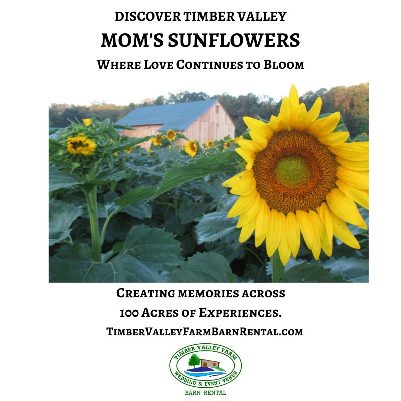 Mom's Sunflowers
Every summer thousands of wild sunflowers bloom across Timber Valley, carrying forward a family story of faith, hope, and a mother's love for feeding the birds.