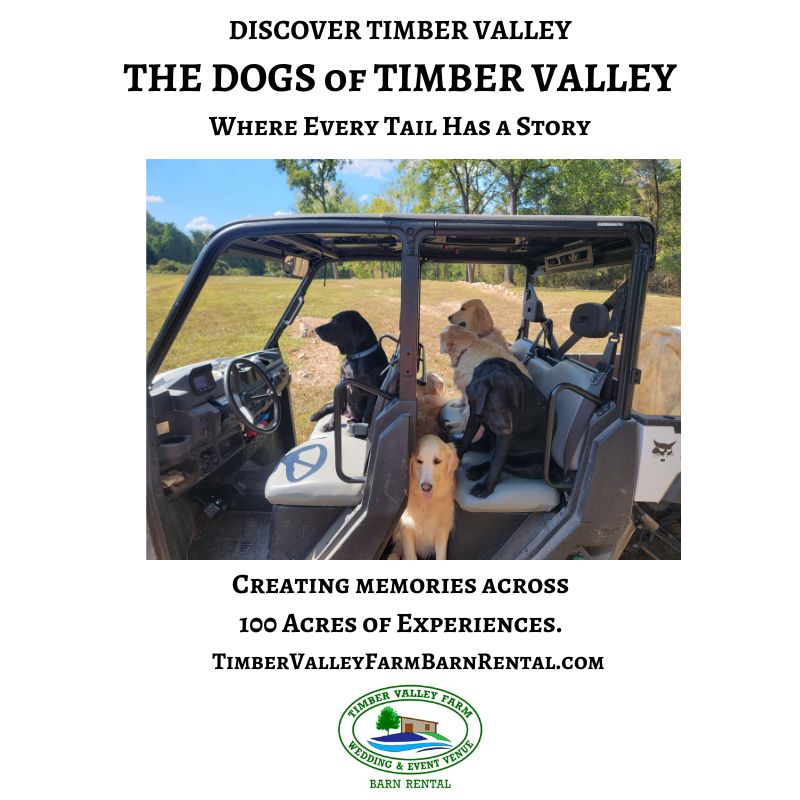 Our dogs are more than beloved pets—they're part of the Timber Valley family. From Bobcat adventures to friendly greetings, they bring joy, companionship, and plenty of wagging tails to life on our 100-acre farm.