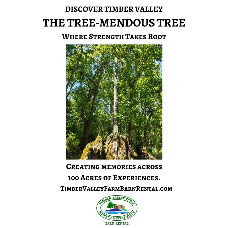 Tree-Mendous Tree at Timber Valley Farm Barn Rental growing from a massive moss-covered boulder, symbolizing strength and perseverance across 100 Acres of Experiences.