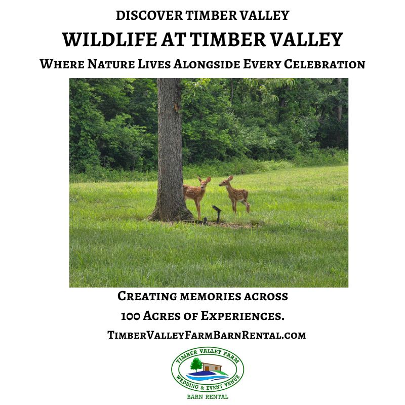 Discover the Wildlife at Timber Valley while on the Timber Valley Trailblazer wagon ride. Where nature lives alongside every celebration. 