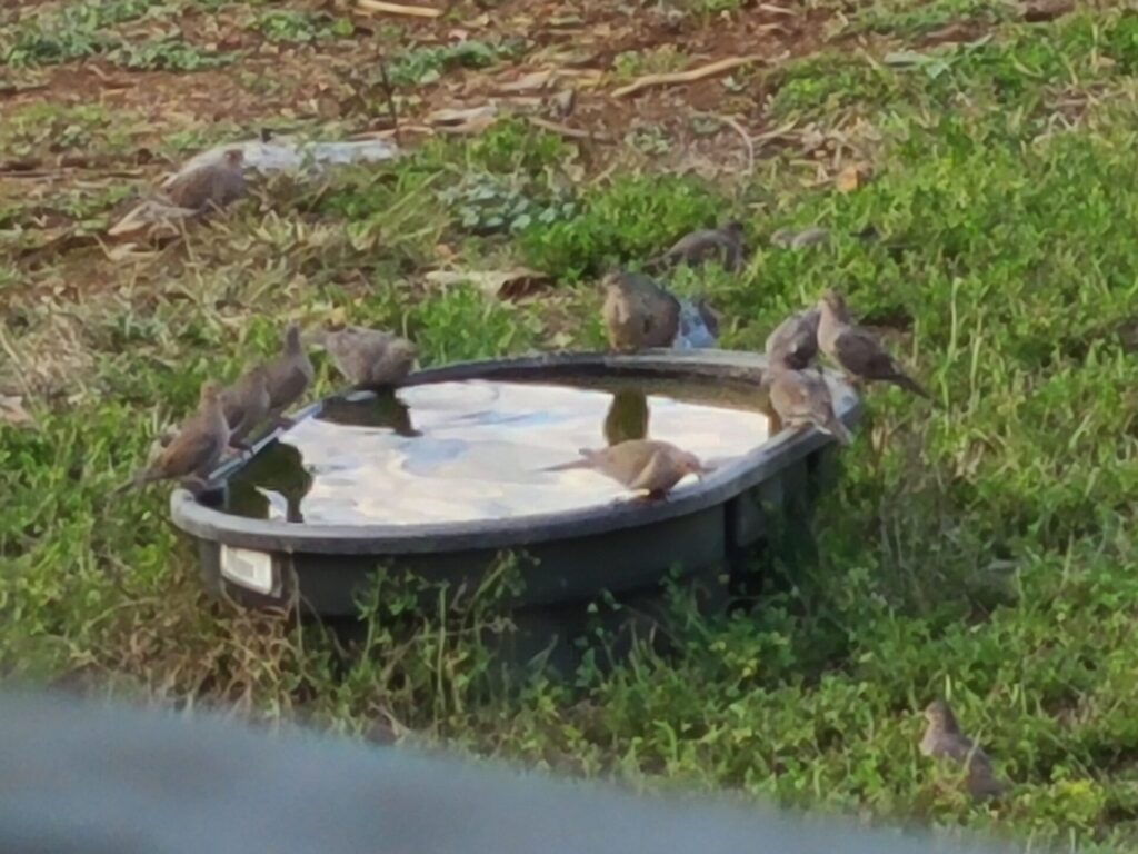 A flock of mourning doves gathered around a birdbath at Timber Valley Farm Barn Rental, showcasing Wildlife at Timber Valley in Clear Spring, Maryland.
