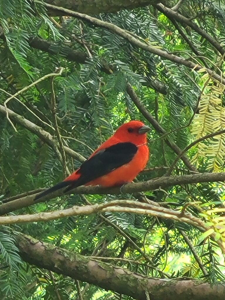 Male scarlet tanager perched in a tree at Timber Valley Farm Barn Rental, showcasing the colorful birdlife and Wildlife at Timber Valley.