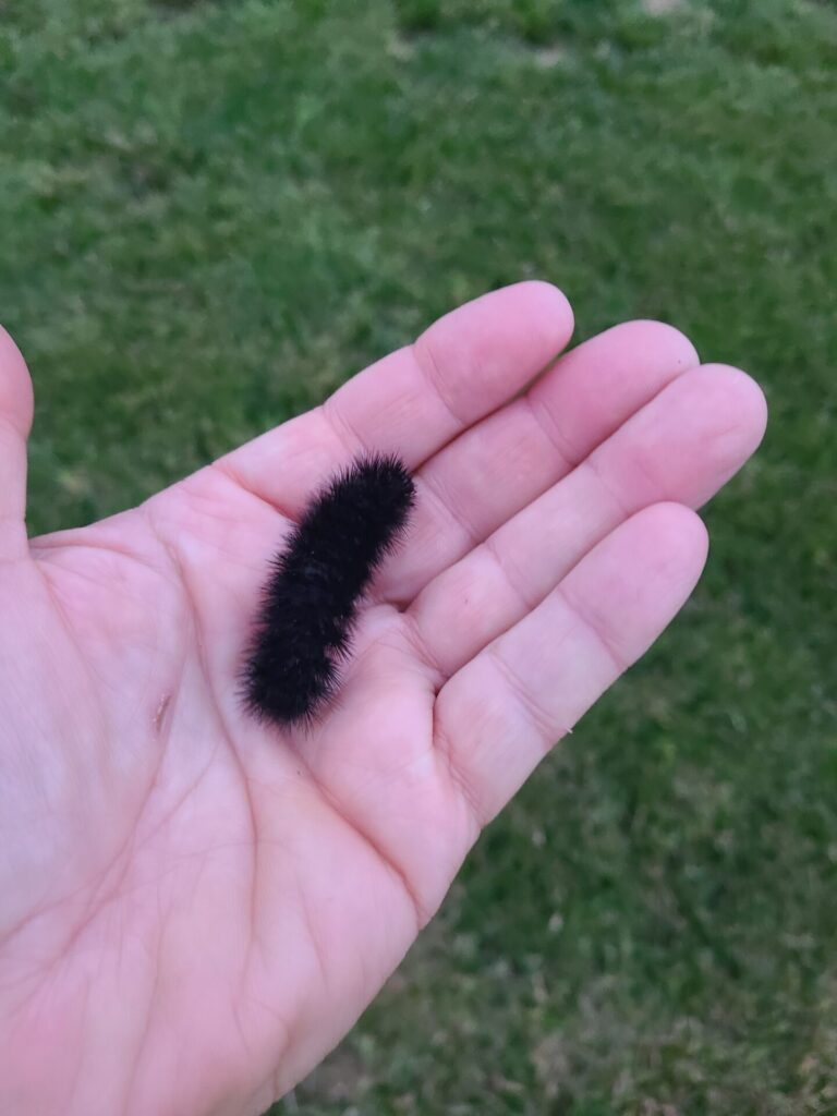 Woolly bear caterpillar resting on a hand at Timber Valley Farm Barn Rental, showcasing the smaller wonders of Wildlife at Timber Valley.