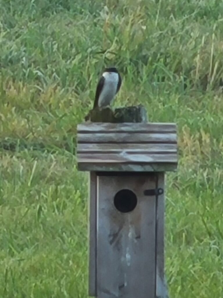 Tree swallow perched on a birdhouse at Timber Valley Farm Barn Rental, showcasing Wildlife at Timber Valley in Clear Spring, Maryland.