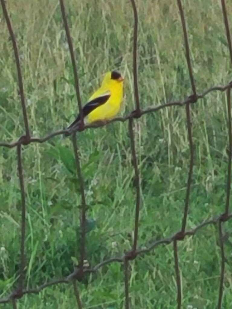 American Goldfinch, Maryland's state bird, perched on a fence at Timber Valley Farm Barn Rental, highlighting Wildlife in Western Maryland.
