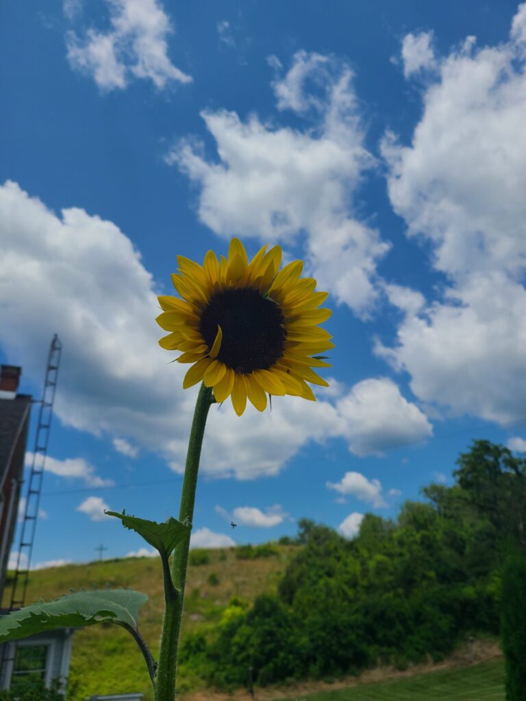 A beautiful sunflower that made its way into the flower bed in front of our home here at Timber Valley. Mom's Sunflower Maryland