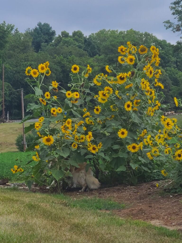 Mom's Sunflowers Maryland. Sunflowers growing in the landscape beds at Timber Valley. The sunflowers seeds were spread by the Goldfinches.