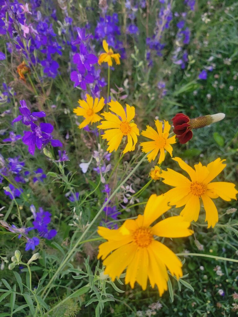 Colorful native wildflowers blooming in summer at Timber Valley Farm Barn Rental, creating a beautiful backdrop for weddings and celebrations in Clear Spring, Maryland.