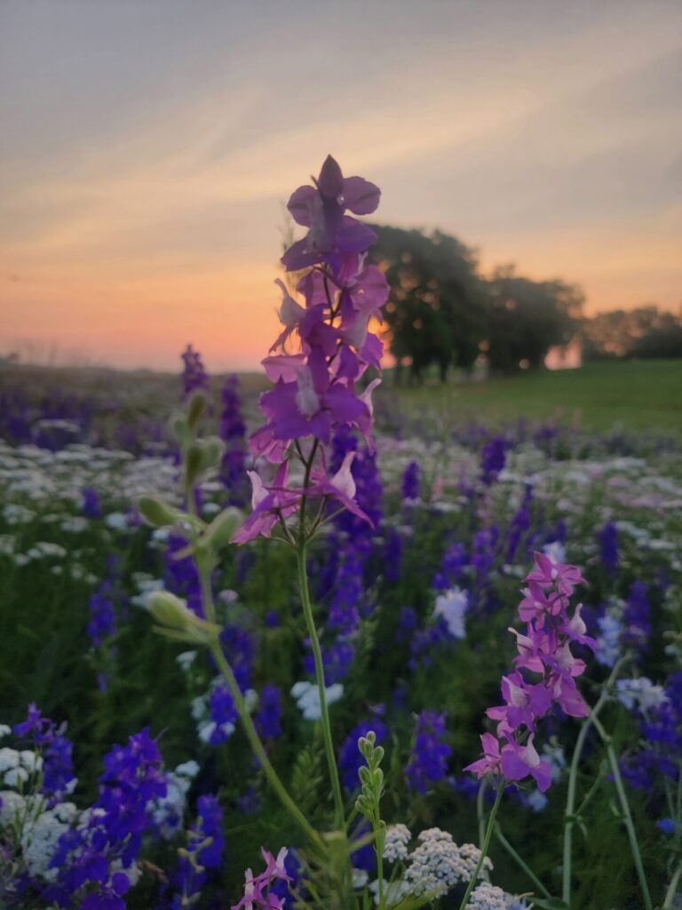 Proposal Ideas in Maryland surrounded by seasonal wildflowers at Timber Valley Farm Barn Rental.