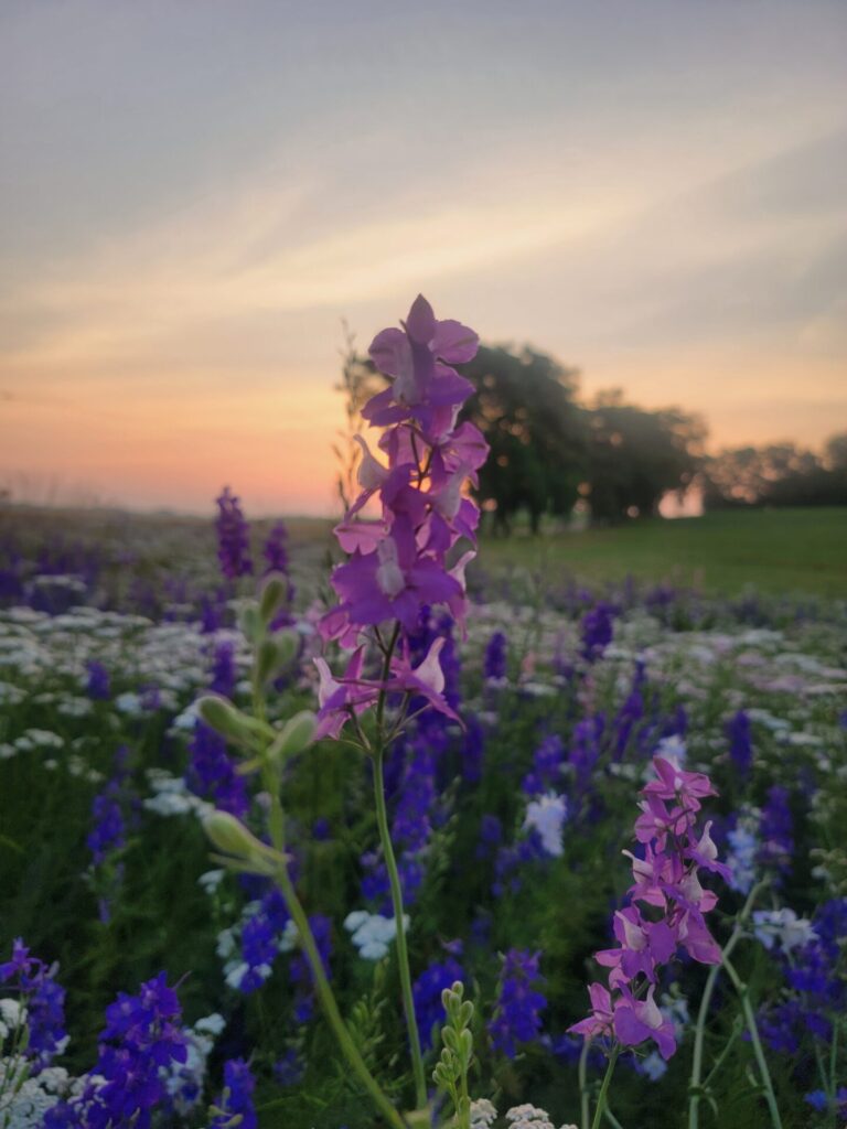 Purple larkspur and white yarrow blooming at sunrise at Timber Valley Farm Barn Rental, creating beautiful scenery for wedding photography in Clear Spring, Maryland.
