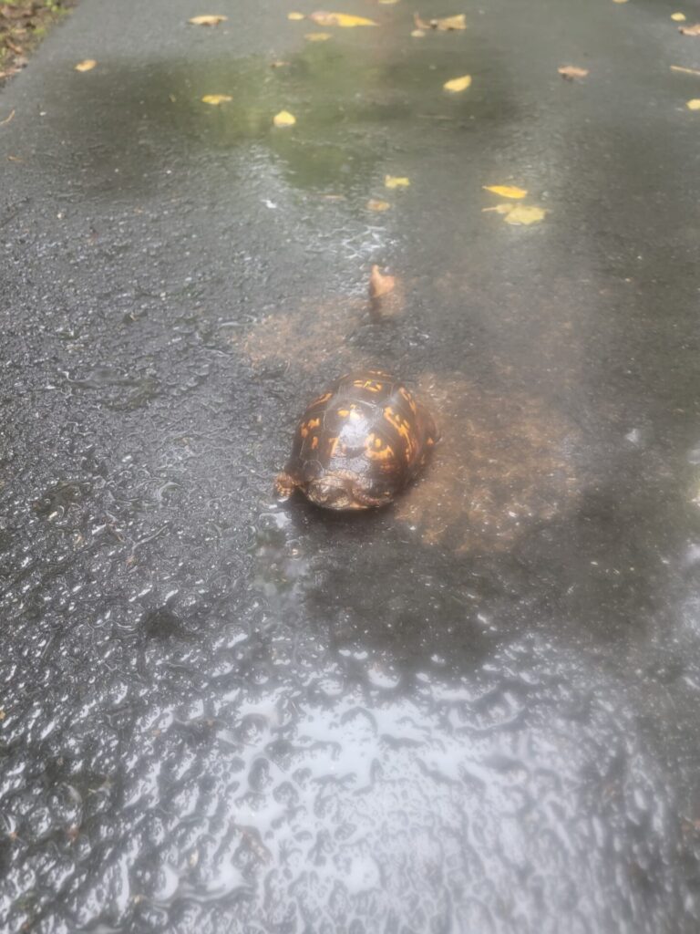 A box turtle enjoying the spring-fed pond at Timber Valley. Spring-Fed Pond Maryland.