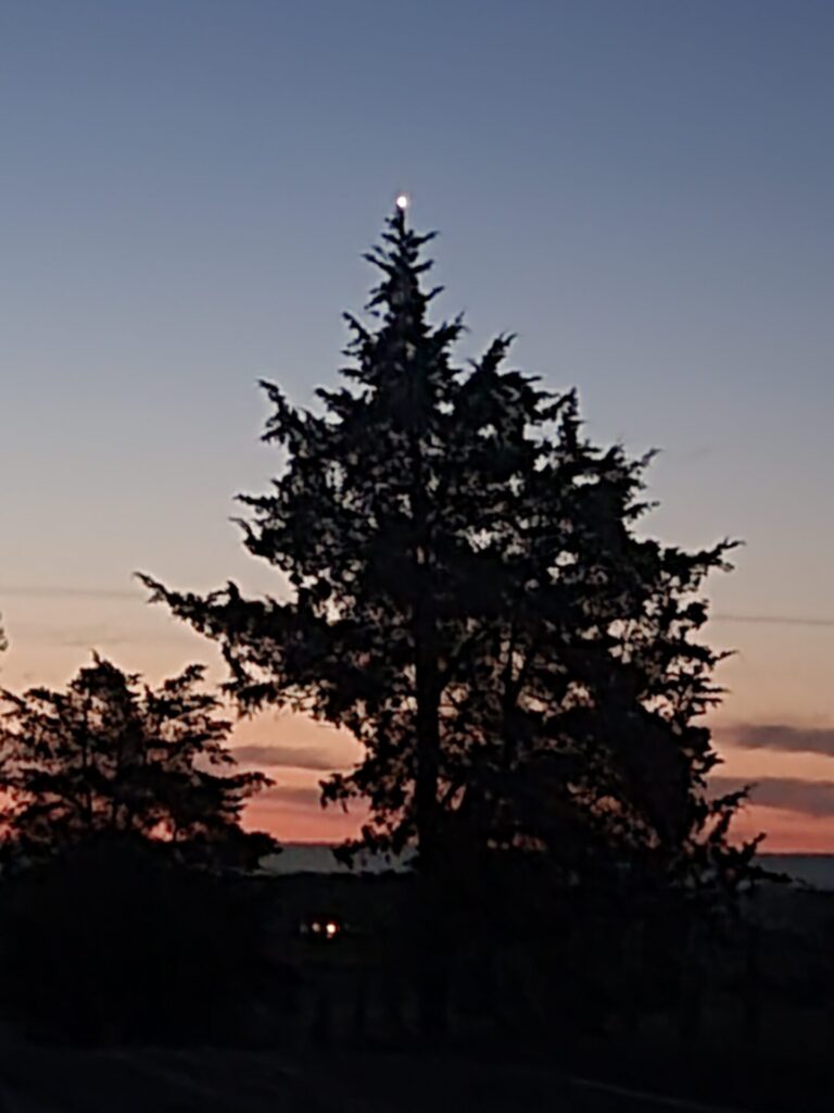 Crescent moon above an evergreen tree during Moonlit Nights at Timber Valley, highlighting the beauty of Maryland Moonlight Photography at Timber Valley Farm Barn Rental.