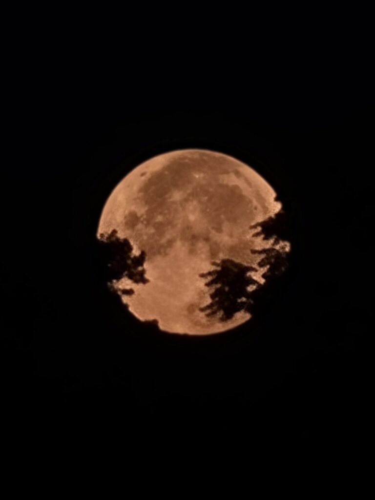 A full moon rises through the trees during a beautiful moonrise in Western Maryland at Timber Valley Farm Barn Rental, creating a perfect scene for Maryland moonlight photography.