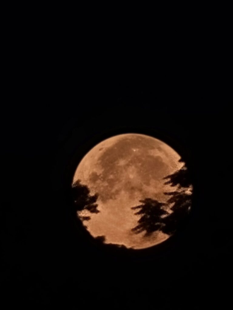 Moon rising through the trees during Moonlit Nights at Timber Valley, creating a beautiful Maryland Moonlight Photography scene at Timber Valley Farm Barn Rental.