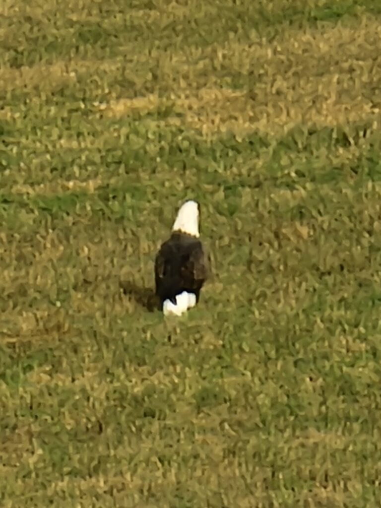 Bald eagle resting in a meadow at Timber Valley Farm Barn Rental, showcasing Wildlife at Timber Valley in Clear Spring, Maryland.