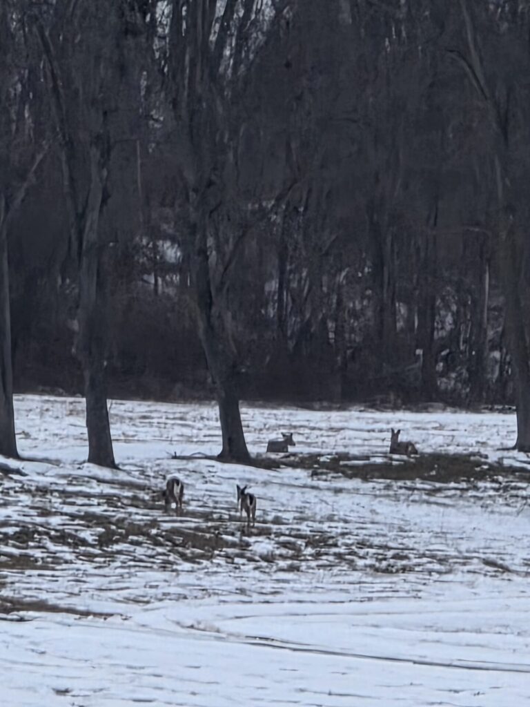 White-tailed deer resting and walking through a snowy meadow at Timber Valley Farm Barn Rental, showcasing Wildlife at Timber Valley during winter.