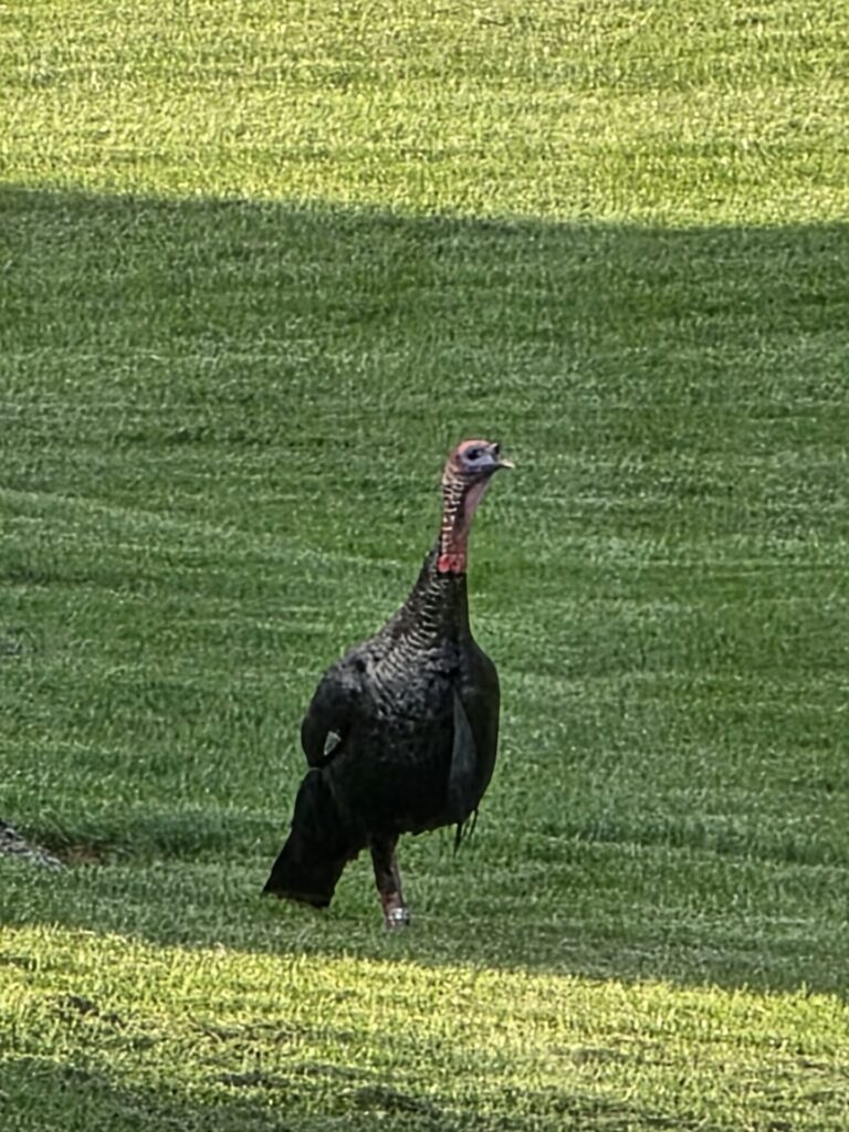 Eastern wild turkey walking across the lawn at Timber Valley Farm Barn Rental, highlighting Wildlife in Western Maryland.