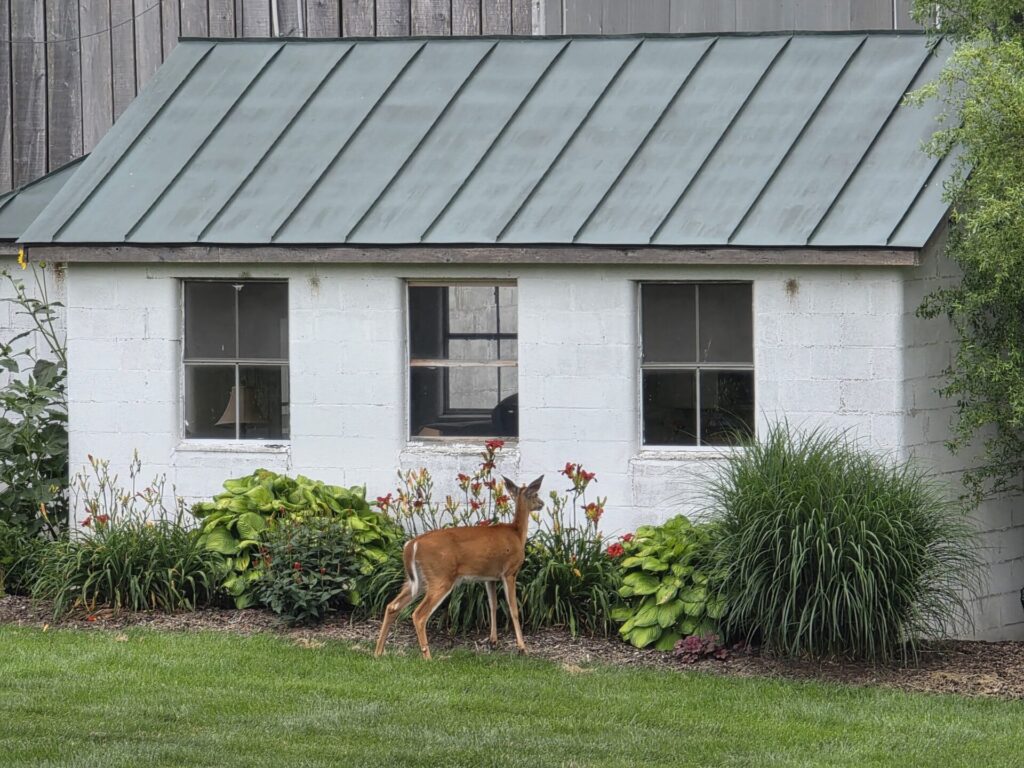White-tailed doe exploring the gardens beside the historic milkhouse at Timber Valley Farm Barn Rental, showcasing Wildlife at Timber Valley in Clear Spring, Maryland.