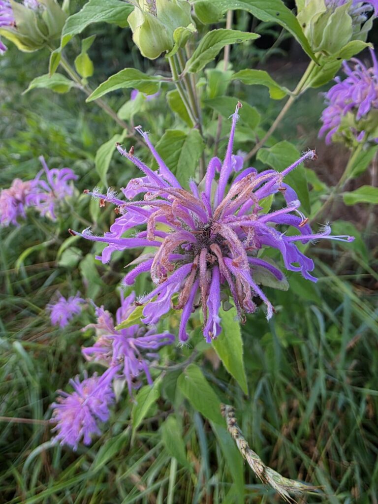 Native wildflowers blooming at Timber Valley Farm Barn Rental, a Maryland Wedding Venue Wildflowers destination in Clear Spring, Maryland.