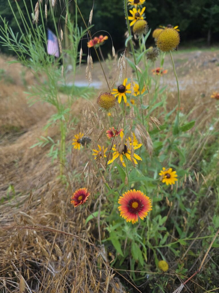 Blanket flowers and Black-eyed Susans blooming at Timber Valley Farm Barn Rental, a Maryland Wedding Venue Wildflowers destination in Clear Spring, Maryland.