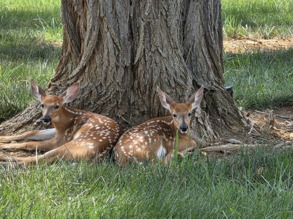 Two newborn white-tailed fawns resting beneath a majestic tree at Timber Valley Farm Barn Rental, showcasing Wildlife in Western Maryland.