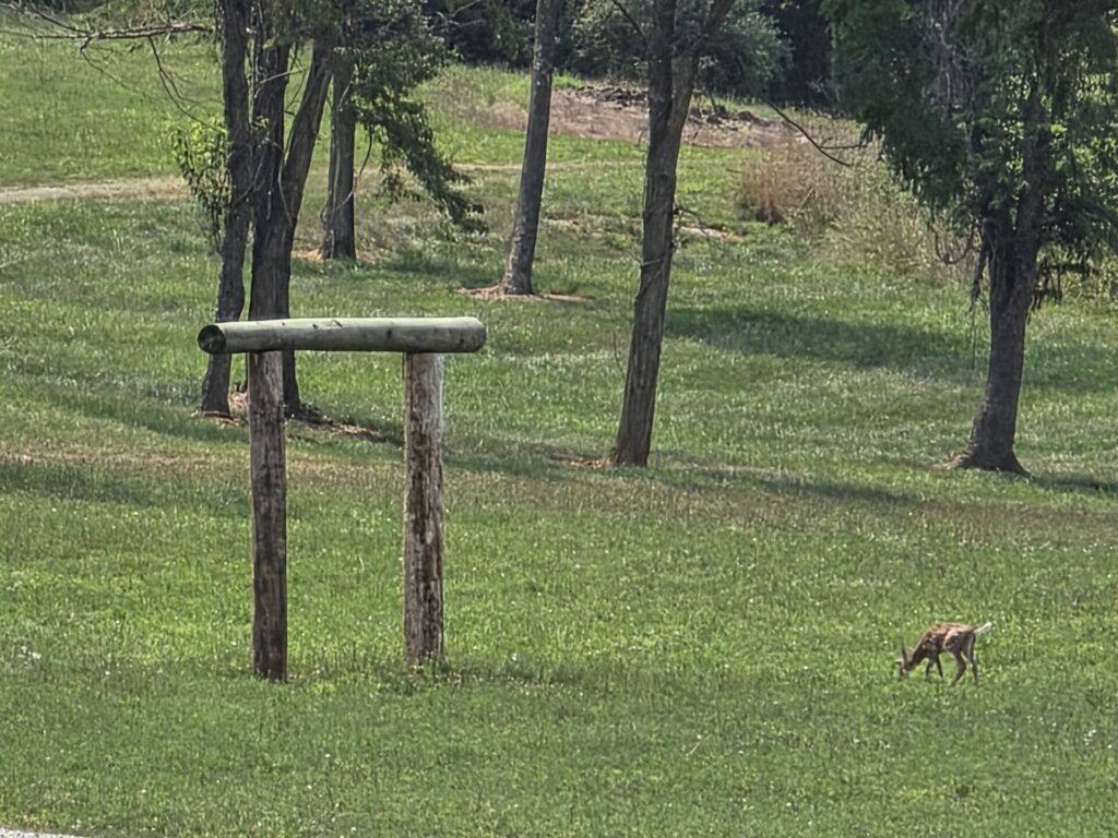 Newborn white-tailed fawn grazing near the wedding arch at Timber Valley Farm Barn Rental, showcasing Wildlife at Timber Valley in Clear Spring, Maryland.