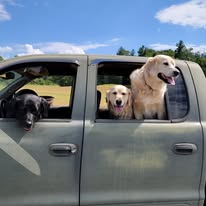 Friendly Farm Dogs eagerly looking out the truck window before another adventure at Timber Valley Farm Barn Rental, enjoying life on a Maryland farm in Western Maryland.