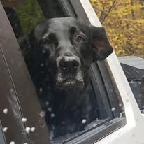 Joey, one of the Friendly Farm Dogs, enjoying a peaceful ride at Timber Valley Farm Barn Rental while experiencing life on a Maryland farm.