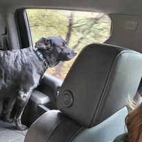 Joey, one of the Friendly Farm Dogs, looking ahead to the next adventure at Timber Valley Farm Barn Rental in Western Maryland.