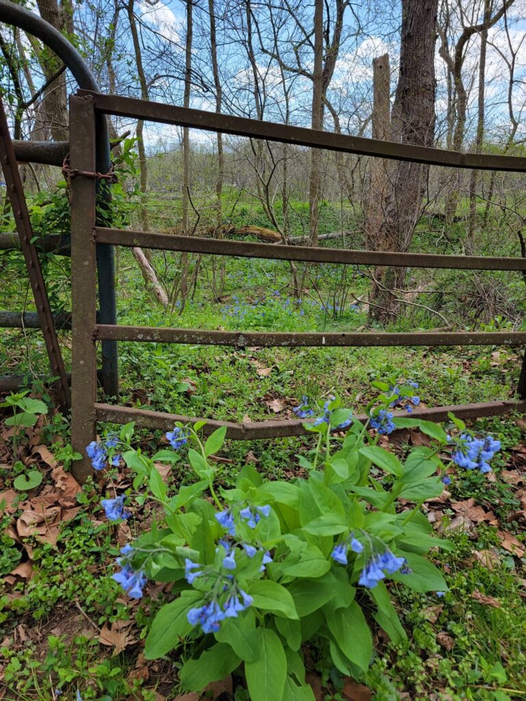Maryland Wedding Venue Wildflowers at Timber Valley Farm Barn Rental featuring native Virginia bluebells beside a historic farm gate in Clear Spring, Maryland.