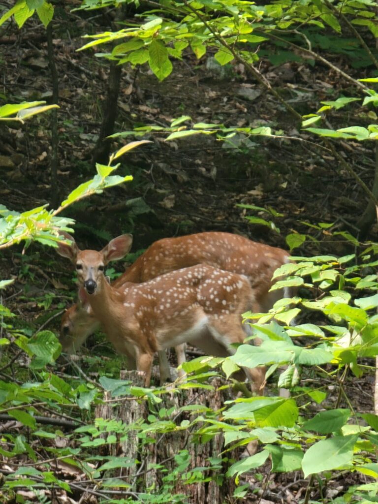 The whitetail deer are always an added bonus at the Timber Valley Railroad Overlook.
