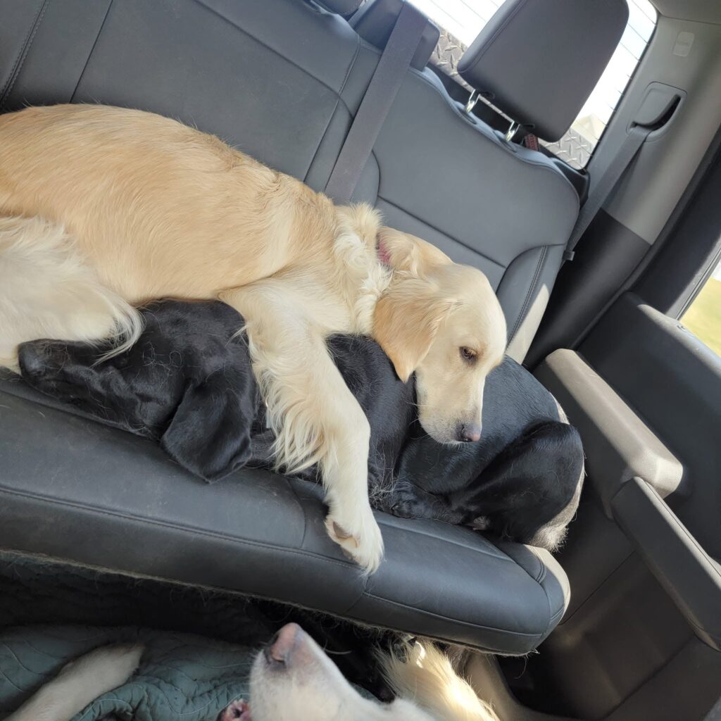 Two of the Dogs of Timber Valley relaxing together after a day of adventures at Timber Valley Farm Barn Rental in Western Maryland.