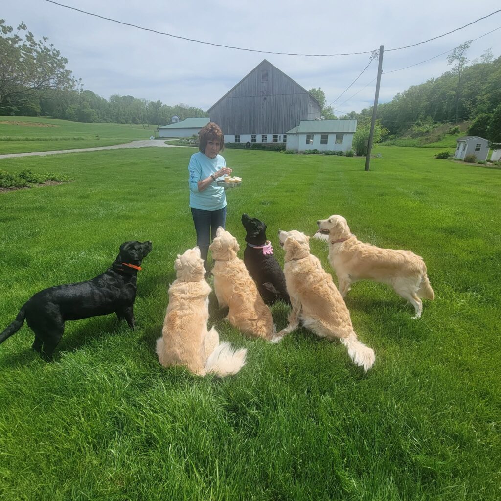 The Dogs of Timber Valley celebrating a birthday with family at Timber Valley Farm Barn Rental in Western Maryland.