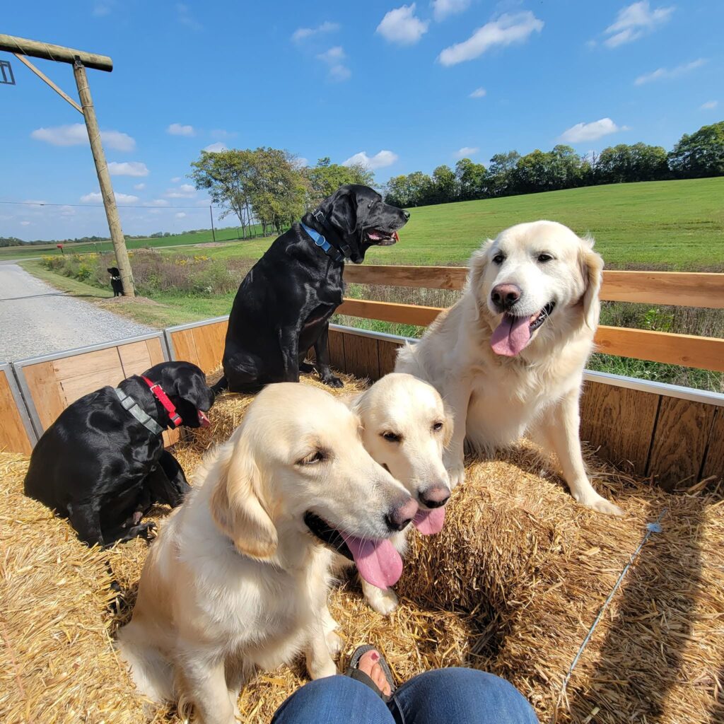 The Dogs of Timber Valley enjoying a ride on the Timber Valley Little Trailblazer at Timber Valley Farm Barn Rental in Western Maryland.