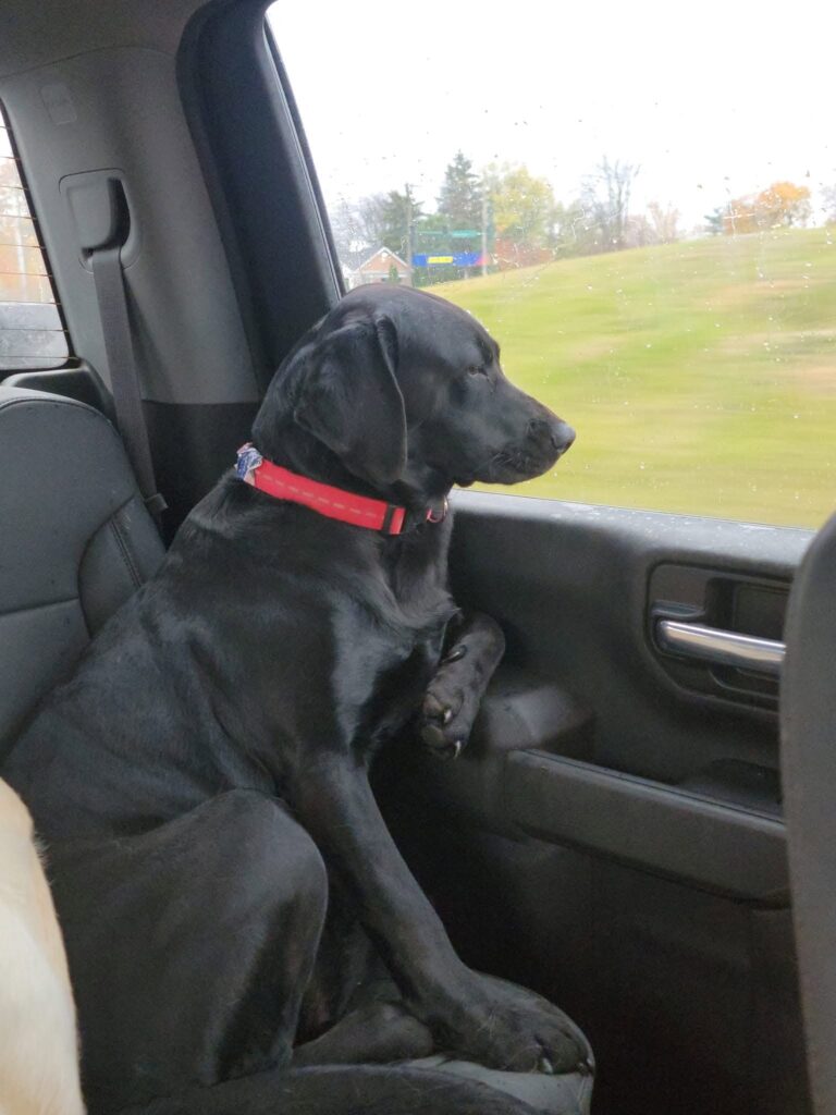 Georgia, one of the Dogs of Timber Valley, enjoying a peaceful ride through the countryside near Timber Valley Farm Barn Rental.