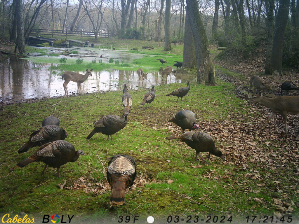 White-tailed deer and wild turkeys gather near the spring-fed pond at Timber Valley Farm Barn Rental, showcasing Wildlife at Timber Valley in spring.