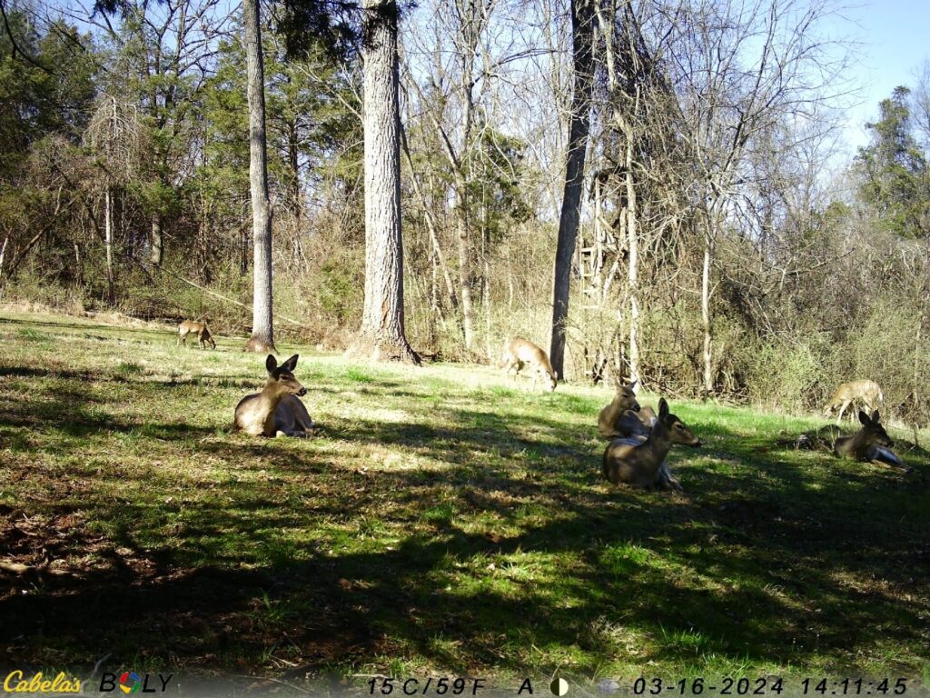 A peaceful herd of white-tailed deer resting beneath the trees at Timber Valley Farm Barn Rental, showcasing Wildlife at Timber Valley in Clear Spring, Maryland.