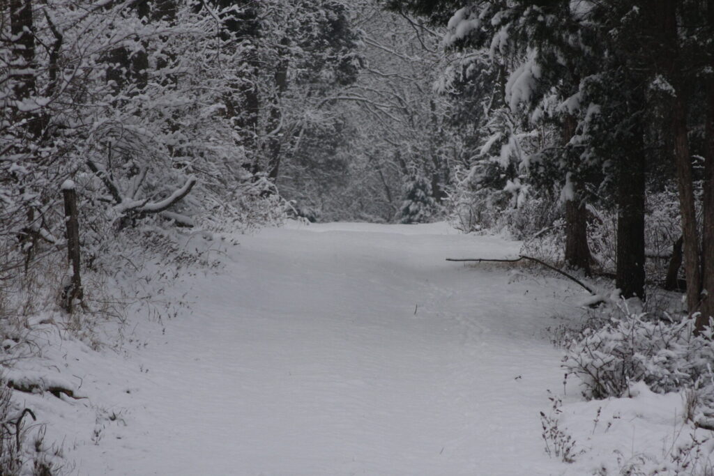 Snow-covered woodland path at Timber Valley Farm Barn Rental, highlighting the peaceful beauty of a Snow Wedding Venue Maryland during winter.