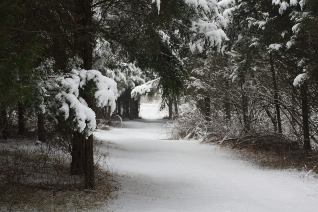 Snow-covered woodland lane at Timber Valley Farm Barn Rental, showcasing the peaceful winter landscape of a Snow Wedding Venue Maryland in Washington County.