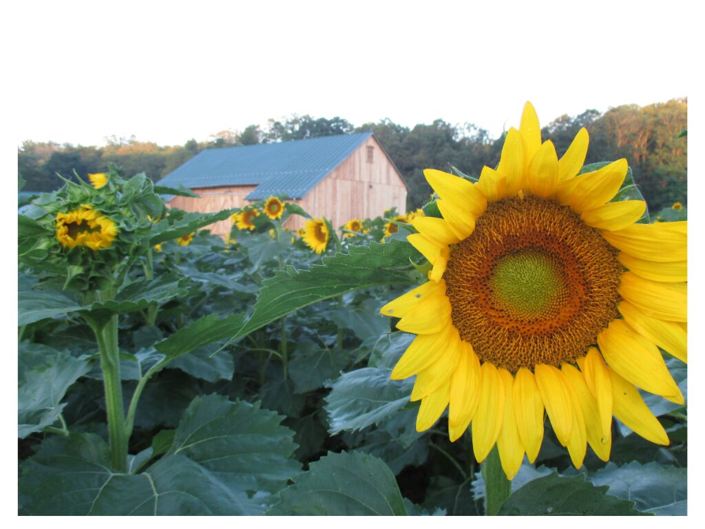 Every Photograph Captures More Than a Flower

It's almost impossible to walk through the sunflowers without reaching for a camera. Their brilliant yellow petals, towering stems, and cheerful faces create a picture-perfect scene that changes with every step. Whether you're using a professional camera or simply taking a photo with your phone, every image tells part of a much larger story.