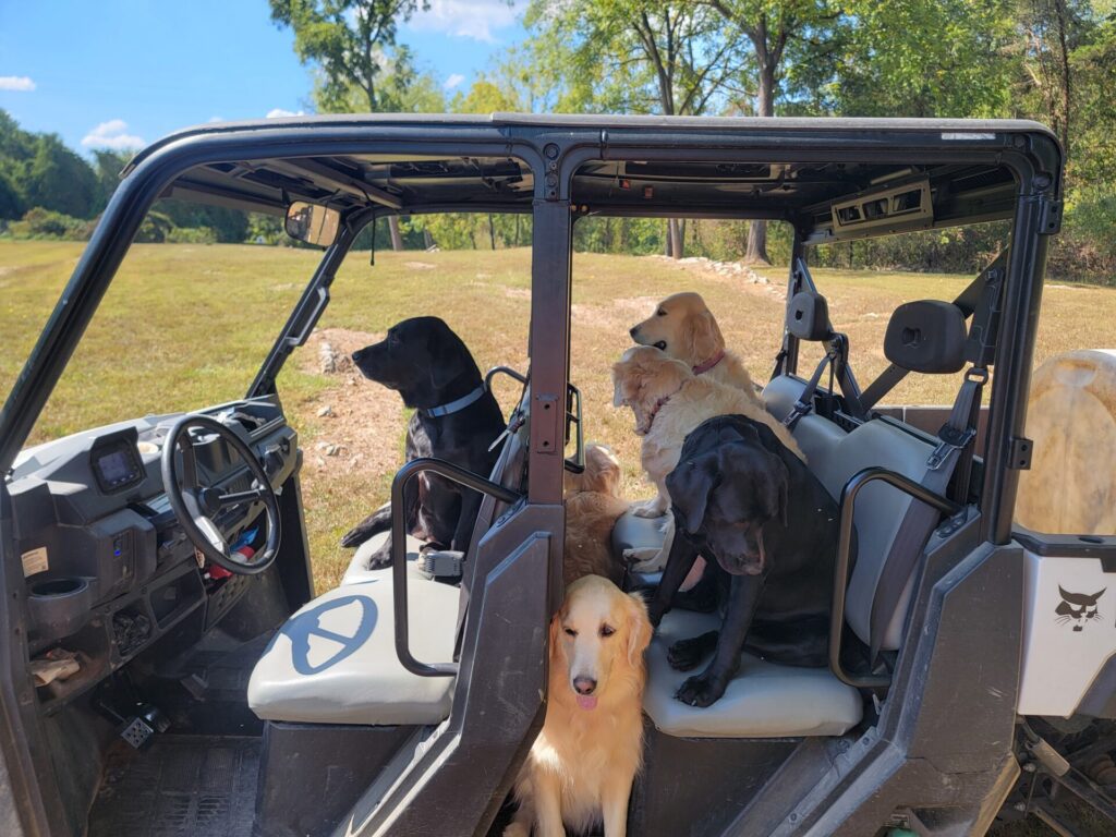Dogs of Timber Valley riding together in the Trailblazer at Timber Valley Farm Barn Rental in Western Maryland.