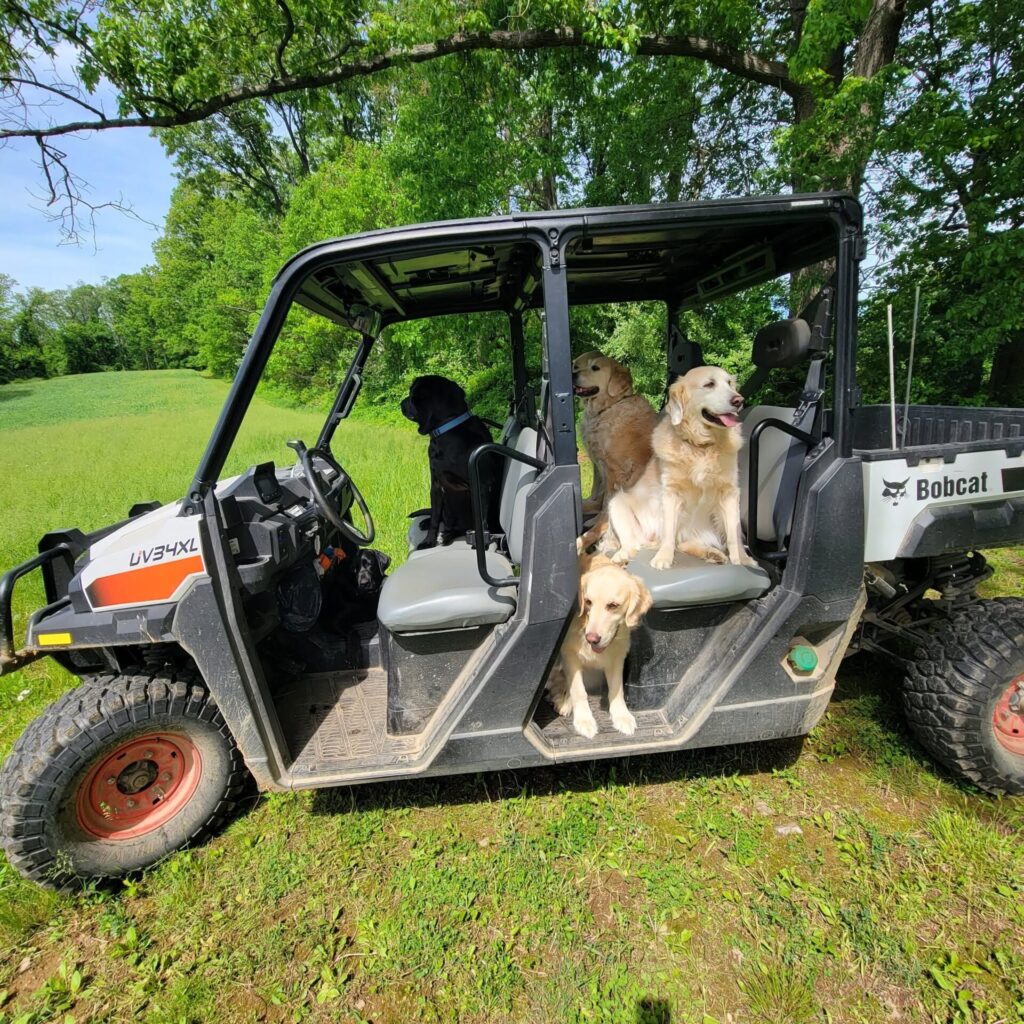 The Dogs of Timber Valley relaxing in the Trailblazer beneath the trees at Timber Valley Farm Barn Rental in Western Maryland.