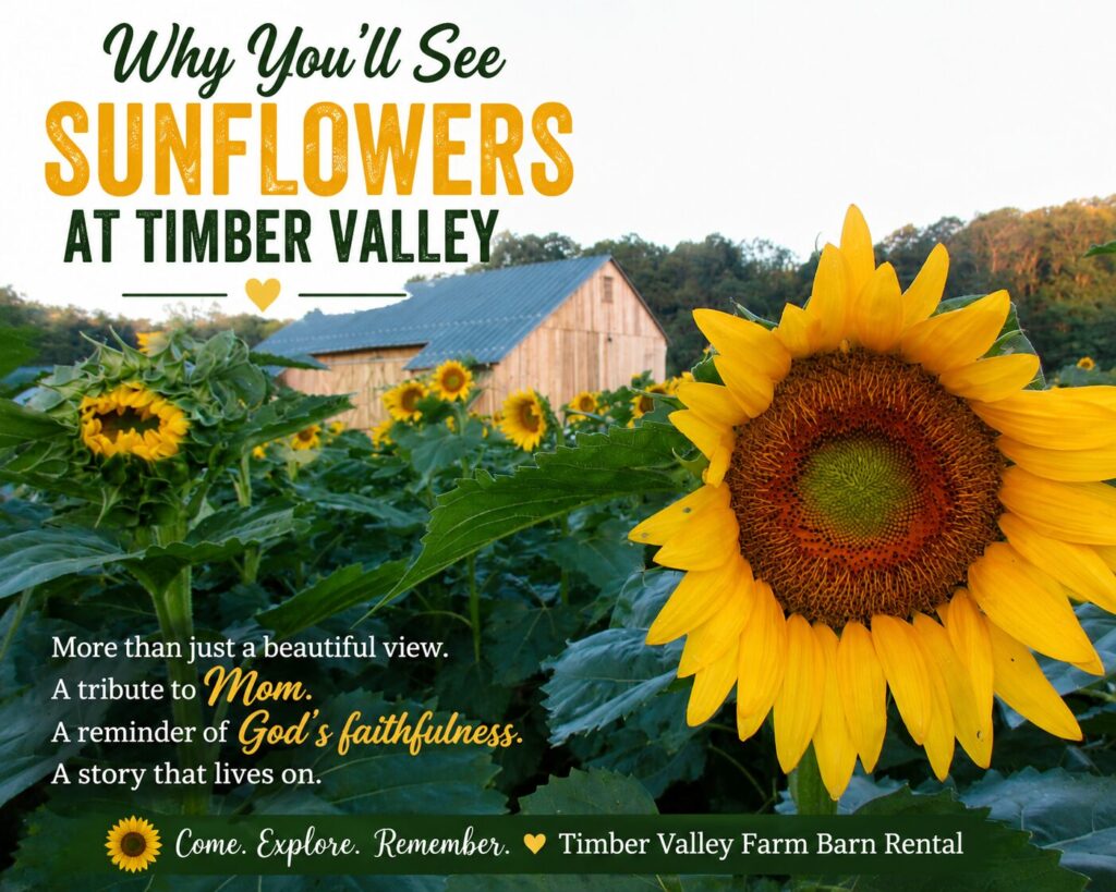 Sunflowers at Timber Valley Farm Barn Rental in Clear Spring, Maryland, honoring Mom's Sunflowers with a heartfelt family story of faith, love, and remembrance.